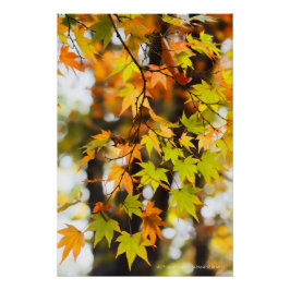 Pôster Autumn Leaves [Glossy Poster]