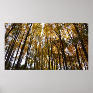 Poster Autumn Leaves na Morning Maryland
