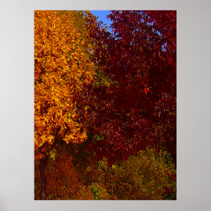 Poster Autumn Leaves of Yellow and Purple, ZSSPG