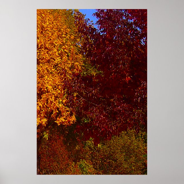 Poster Autumn Leaves of Yellow and Purple, ZSSPG (Frente)