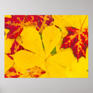 Pôster Autumn leaves pattern