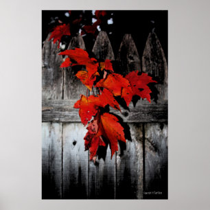 Pôster Autumn Red