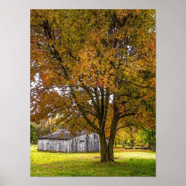 Poster Autumn Tree E Barn Painterly (Frente)