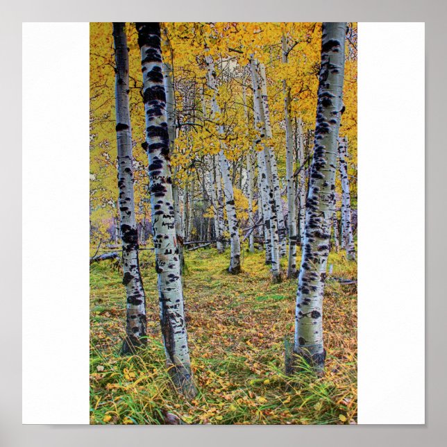 Poster Autumn Woods (Frente)