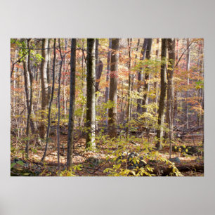 Pôster Autumn Woods