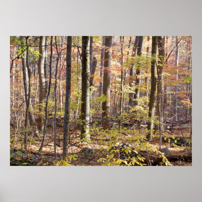 Pôster Autumn Woods (Frente)