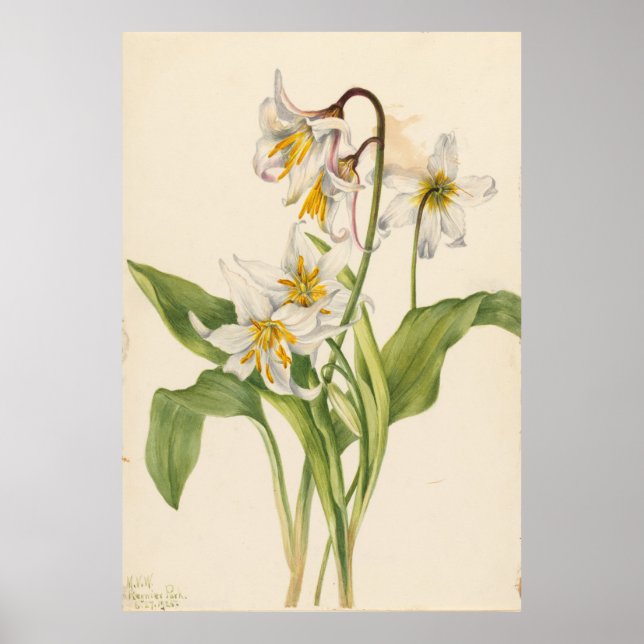 Poster Avalanche Lily (Eritronium montanum) (Frente)