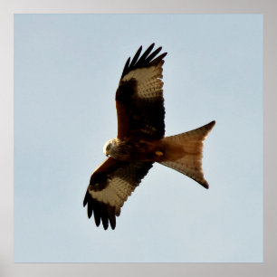 Poster ave de rapina
