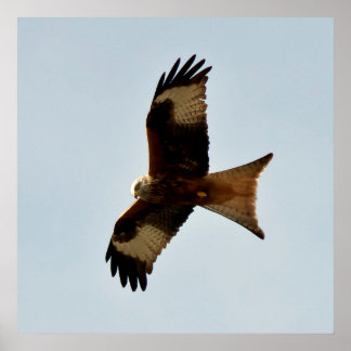 Poster ave de rapina