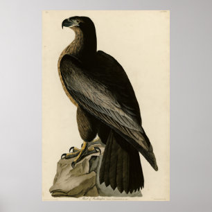 Poster Ave de Washington das Aves da América de Audubon