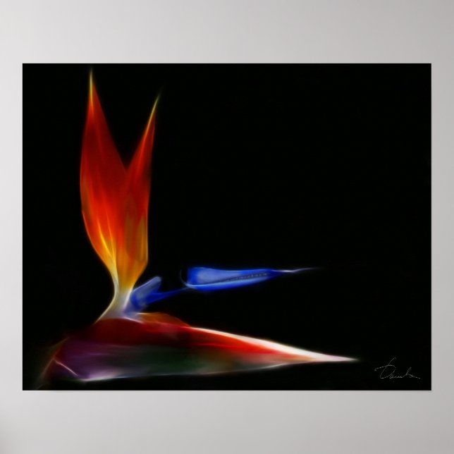 Pôster ave do paraíso (Frente)