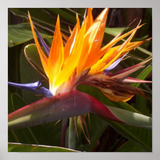 Pôster ave do paraíso 1