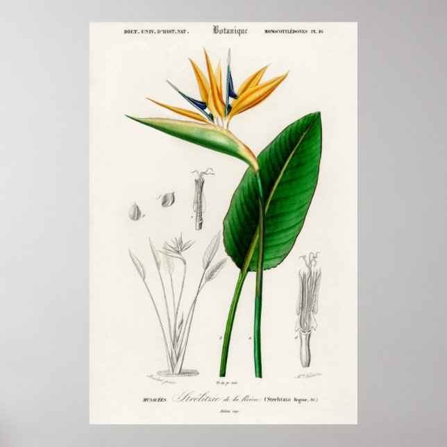 Poster Ave do paraíso (Strelitzia Reginae) (Frente)
