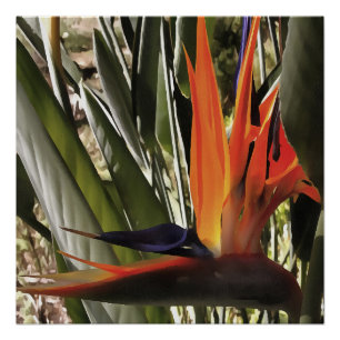 Pôster Ave do Paraíso Strelitzia Reginae - Painti acrílic
