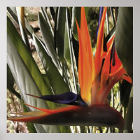 Ave do Paraíso Strelitzia Reginae - Painti acrílic