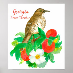 Poster Ave Estatal de Georgia Brown Thrasher