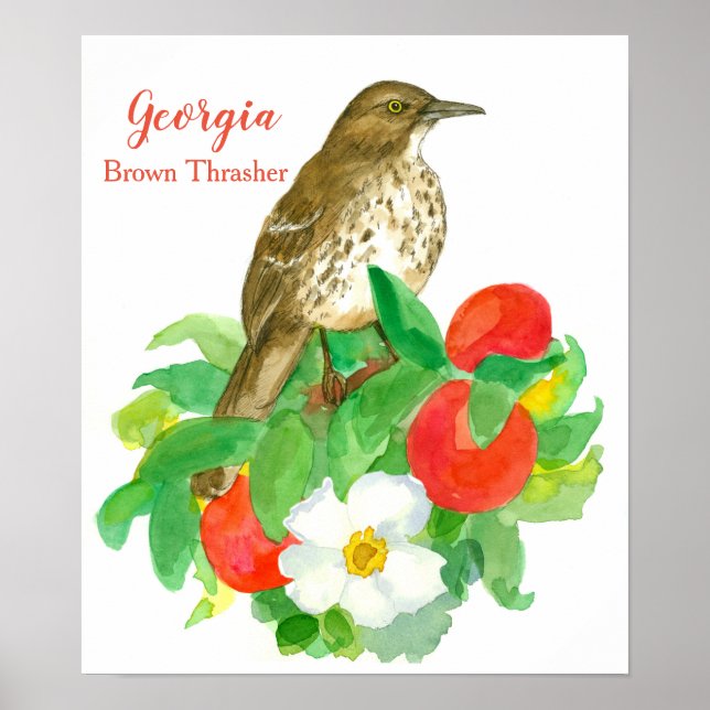 Poster Ave Estatal de Georgia Brown Thrasher (Frente)