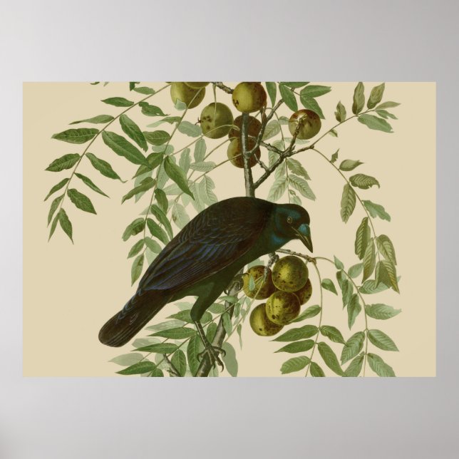 Poster Ave Negra Americana da Audubon (Frente)
