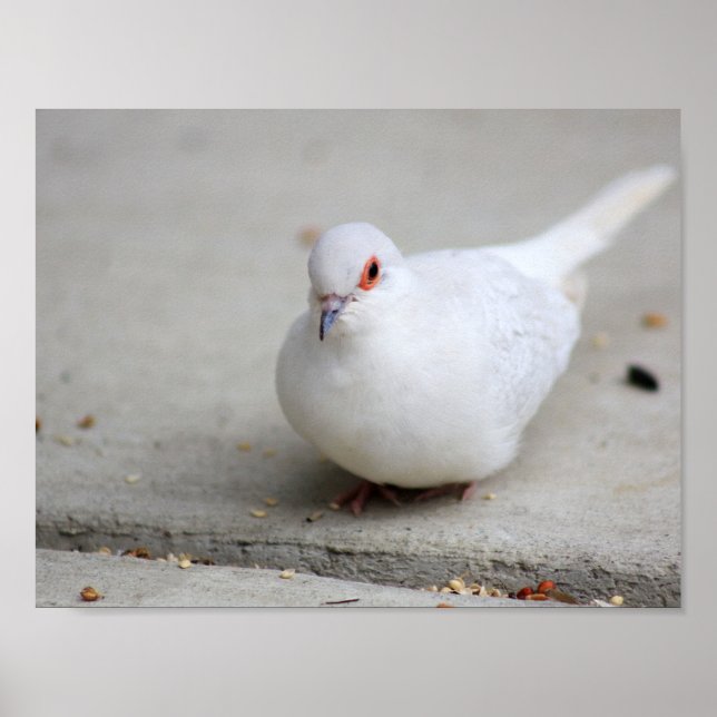 Pôster ave-pomba-de-amante (Frente)