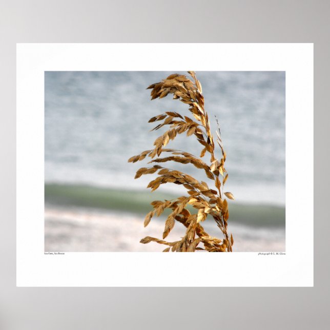 Pôster Aveia-do-mar, brisa-mar (Frente)