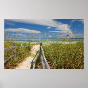 Poster Aveia do mar Uniola paniculata) crescendo pela pra