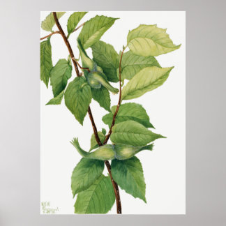Poster Avelãs cozidas (Corylus rostrata) (1932) apresenta