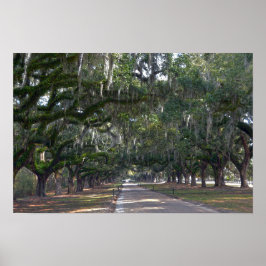 Pôster Avenida de Carvalhos da Plantação Boone Hall