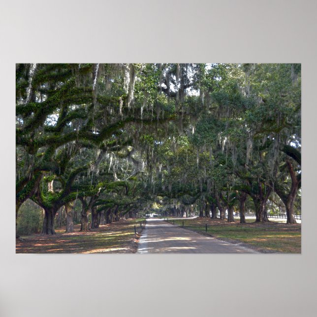 Pôster Avenida de Carvalhos da Plantação Boone Hall (Frente)