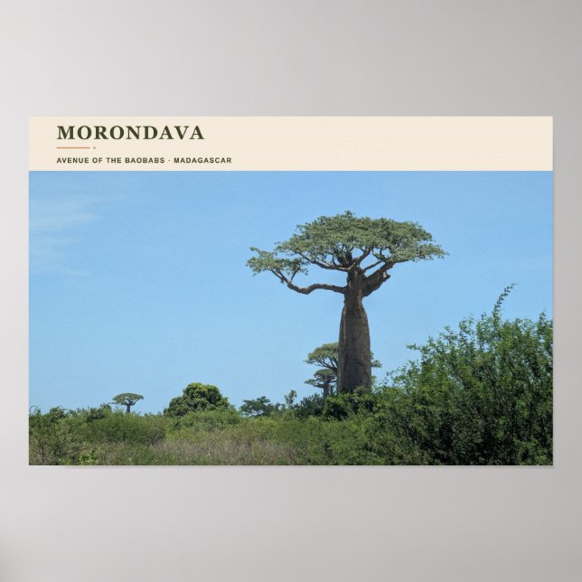 Poster Avenida Morondava dos Baobás (Frente)