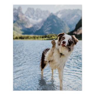 Pôster Aventura no Lago Border Collie Montanha Cão Viagem