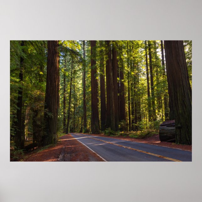 Poster Avenue of Giant Redwood California (Frente)