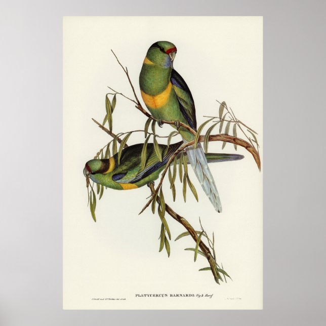 Poster Aves 2 (Frente)