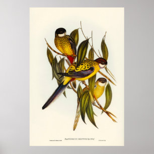 Poster Aves 3