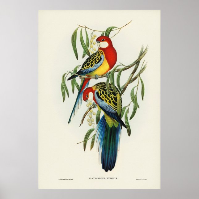Poster Aves 4 (Frente)