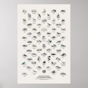 Poster Aves Aquáticas - Biblioteca do Naturalista