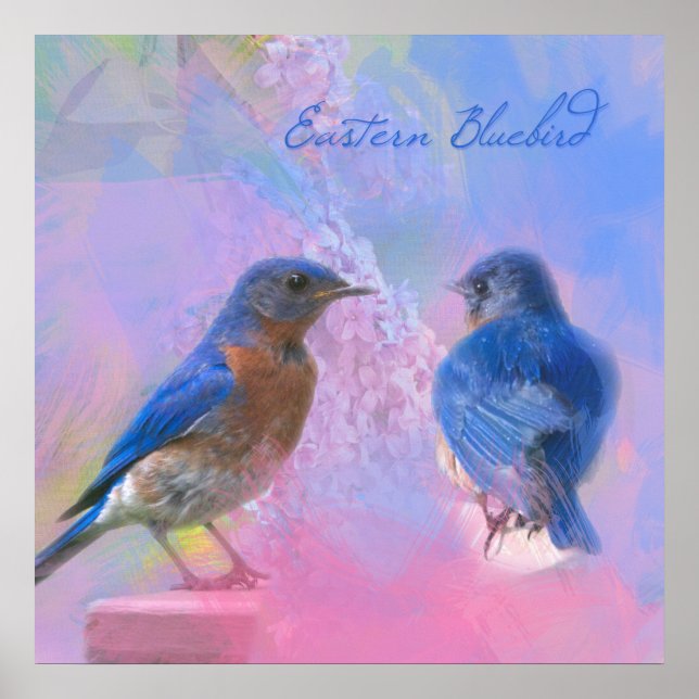 Poster Aves Bluebird orientais aquarelas (Frente)