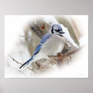 Pôster Aves canoras de Jay azul na neve