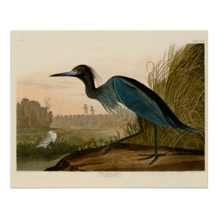Pôster Aves da América de Crane Azul de Audubon