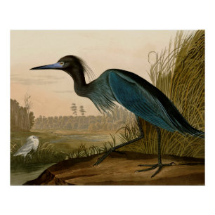 Pôster Aves da América de Crane Azul de Audubon