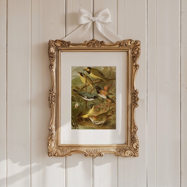 Poster Aves da América do Norte | Gustav Mü tzel (Criador carregado)