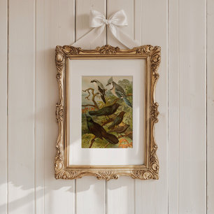 Poster Aves da América do Norte   Gustav Mü tzel