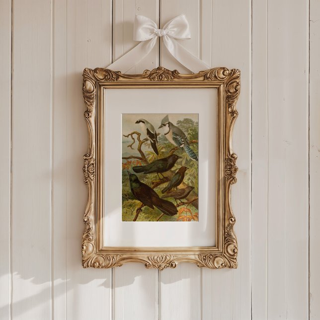 Poster Aves da América do Norte | Gustav Mü tzel (Criador carregado)