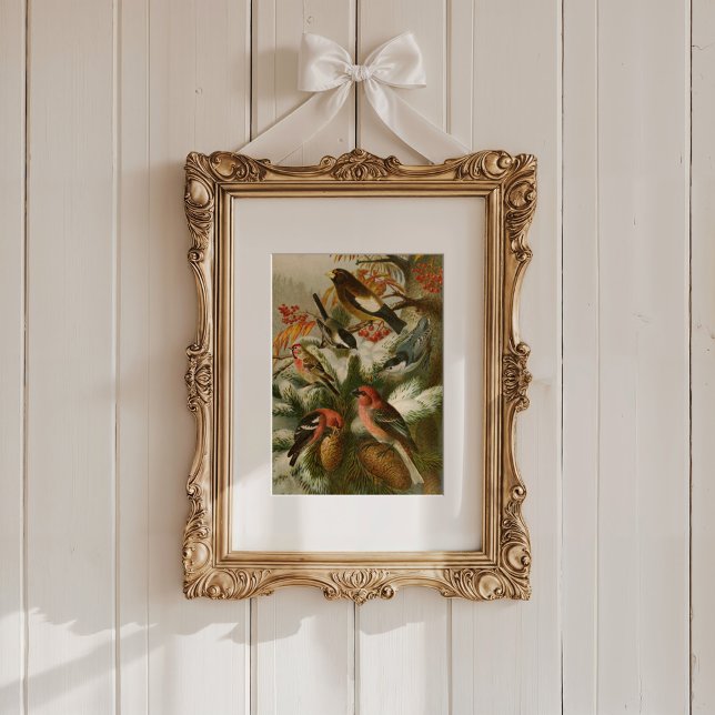 Poster Aves da América do Norte | Gustav Mü tzel (Criador carregado)