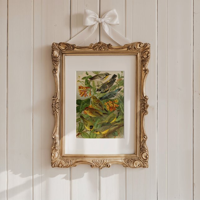 Poster Aves da América do Norte | Gustav Mü tzel (Criador carregado)