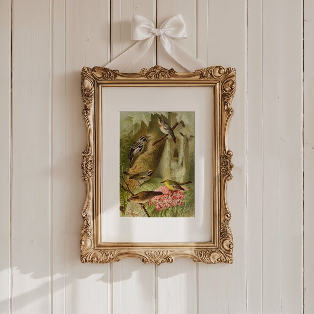 Poster Aves da América do Norte | Gustav Mü tzel (Criador carregado)