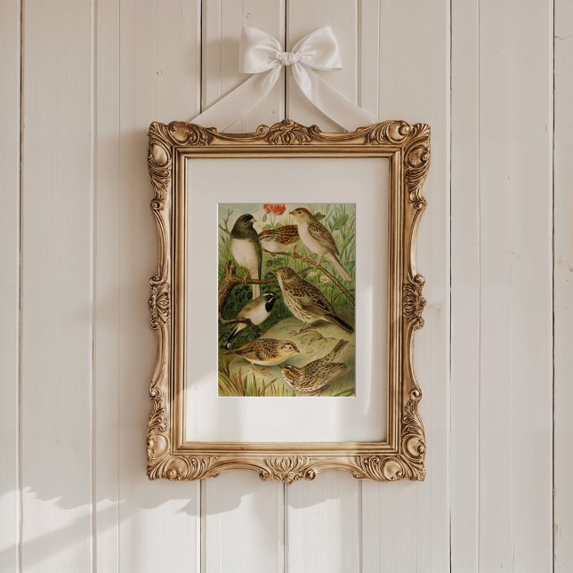 Poster Aves da América do Norte | Gustav Mü tzel (Criador carregado)