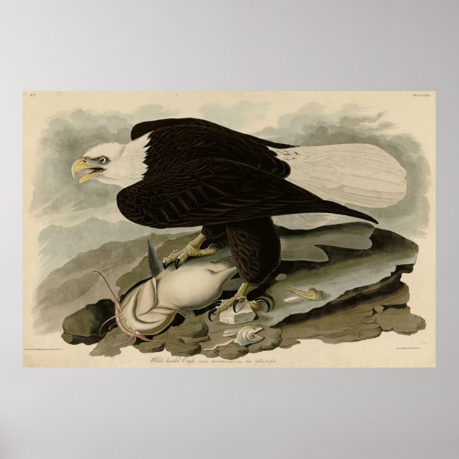 Poster Aves de Audubon com cabeça branca (Águia Balda) da (Frente)