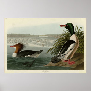 Poster Aves de Audubon do Goosander (Merganser comum)