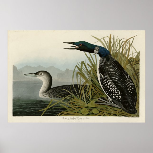 Poster Aves de Audubon do Norte Diver Loon da América (Frente)