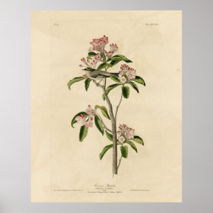 Poster Aves de Audubon do Reino Cuvier (Cuvier's Regulus)